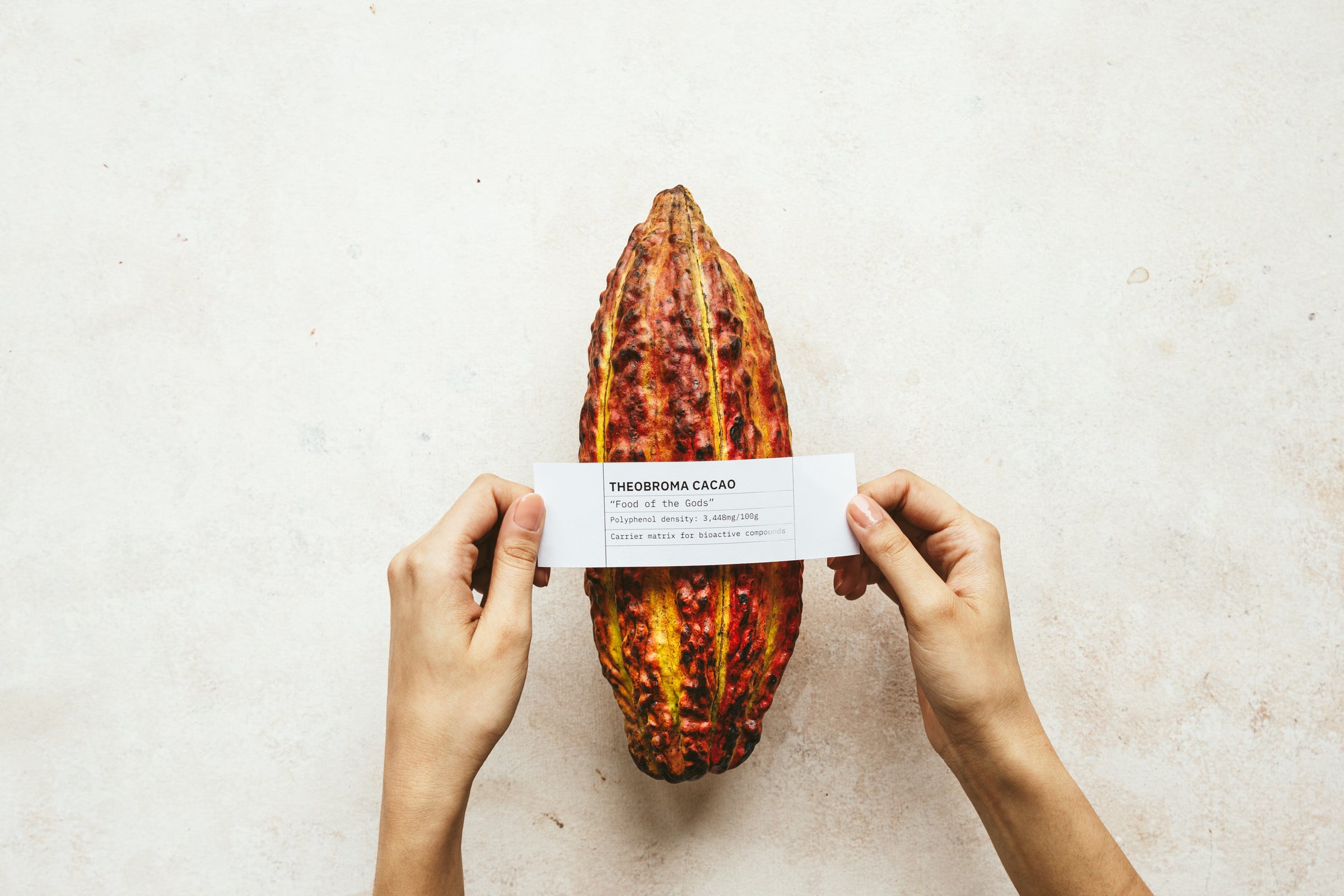 Theobroma cacao pod with label