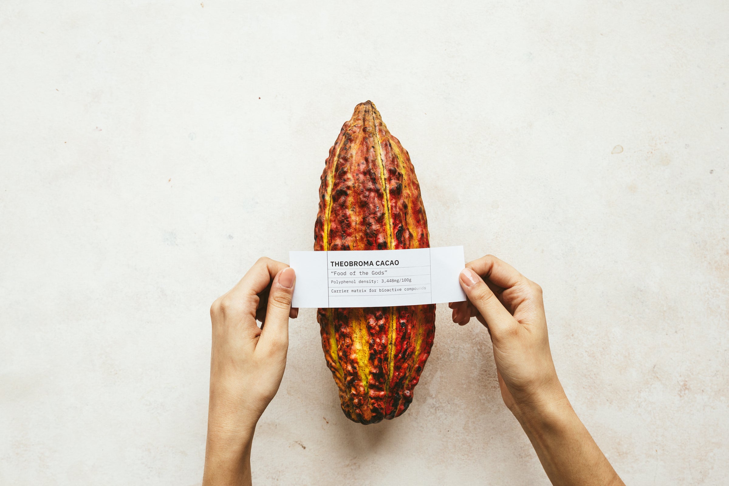 Theobroma cacao pod with label